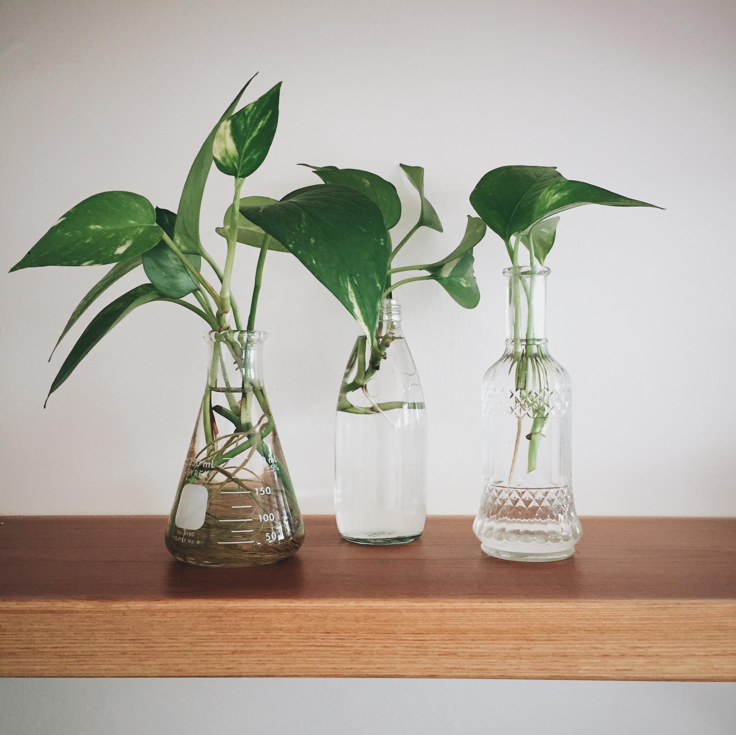 Put a Plant on It | Clean Air, Easy Care: Pretty, Tough Houseplants ...