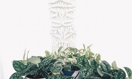 Put a Plant on It | Clean Air, Easy Care: Pretty, Tough Houseplants that Purify