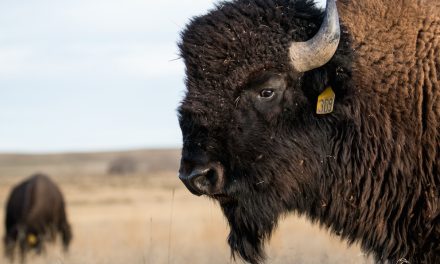 A Day at Bijou Bison Ranch | Stephen Smith Guest Editor Photo Story