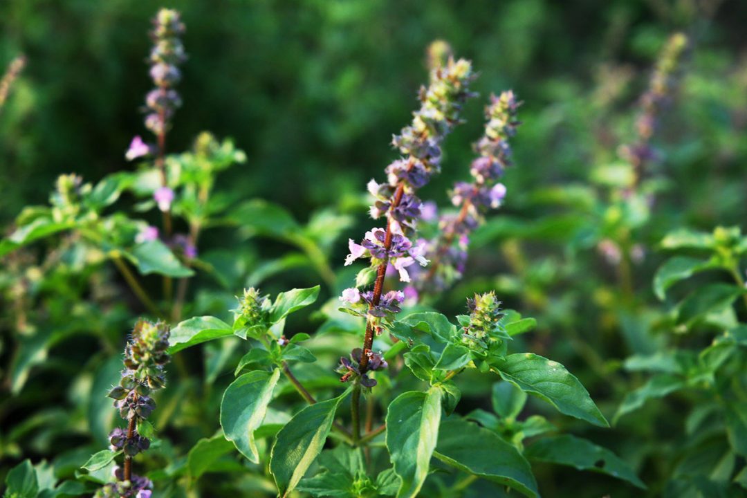 Herban Love with Goldthread Herbs | Tulsi | weREWILD