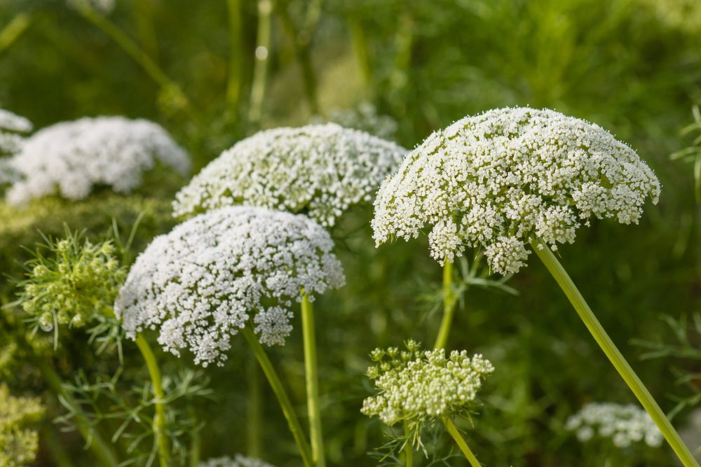 Herban Love with Goldthread Herbs | Yarrow | weREWILD