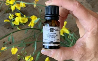 Coniferous Essential Oils’ Impact on Your Mood, Cognition, and Nervous System