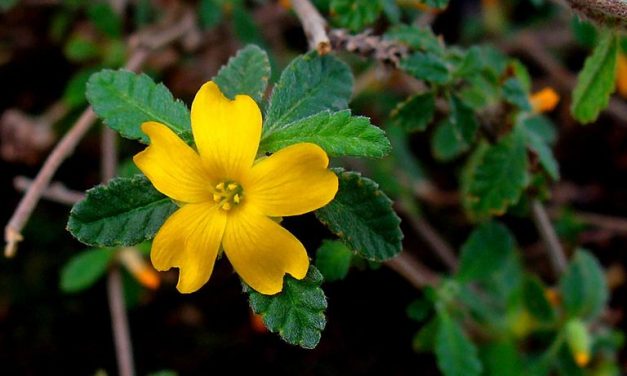 Herban Love| Getting to Know the Damiana Plant